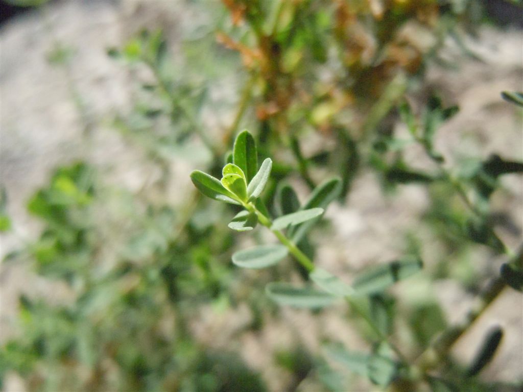 Hypericum cfr. perforatum